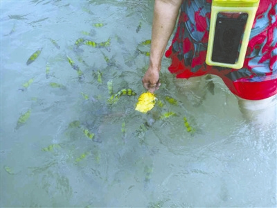 周鴻治提供的其他人在喂魚的照片