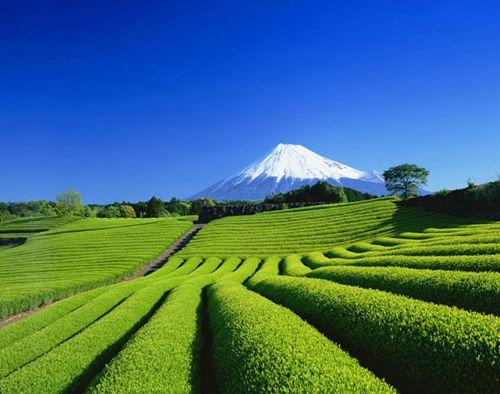 中國僑網(wǎng)靜岡縣 (日本新華僑報(bào)網(wǎng))