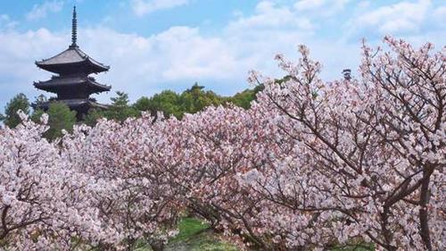 中國僑網(wǎng)(日本新華僑報(bào)網(wǎng))