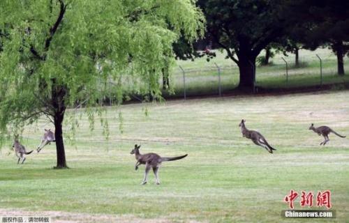 中國(guó)僑網(wǎng)袋鼠