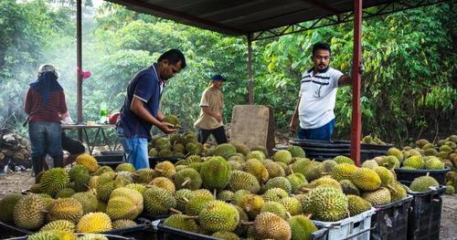 中國僑網(wǎng)(新加坡《聯(lián)合早報(bào)》)