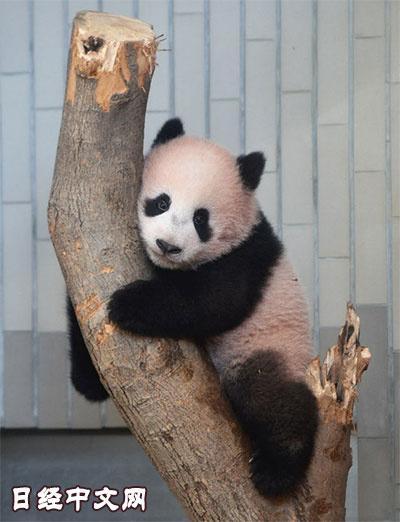 中國僑網(wǎng)熊貓寶寶“香香” 圖:日經(jīng)中文網(wǎng)
