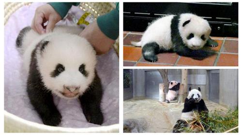 中國僑網(wǎng)旅日大熊貓“香香”(資料圖)