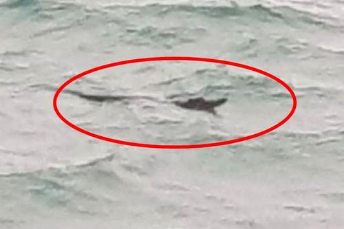 中國僑網(wǎng)普吉府直轄縣村民拍下鱷魚的畫面。