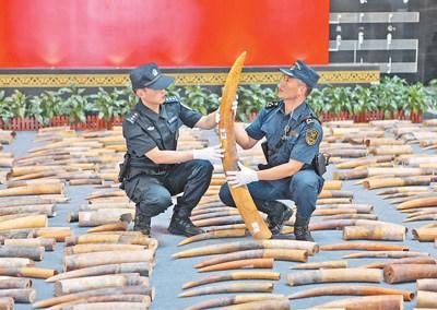 中國(guó)僑網(wǎng)圖為今年3月,黃埔海關(guān)緝私人員在清點(diǎn)“1·17”特大象牙走私案中查獲的象牙。 海關(guān)總署供圖