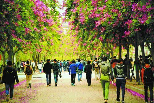 中國(guó)僑網(wǎng)華僑大學(xué)紫荊路 (資料圖)