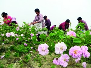中國僑網(wǎng)工人在花田里采摘玫瑰。(《現(xiàn)代快報》/薛晟 攝)