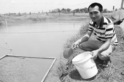 中國(guó)僑網(wǎng)曾揚(yáng)在池塘邊接受記者采訪(fǎng)。(《海南特區(qū)報(bào)》/鐘起的 攝)