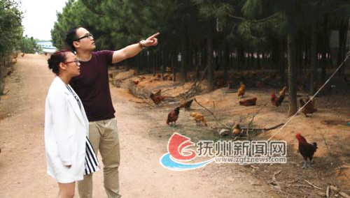 周晶和男友李力超在農業(yè)生態(tài)園查看“上樹雞”的生長情況。