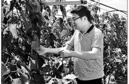 師鵬飛在他的葡萄園里。陳慧攝