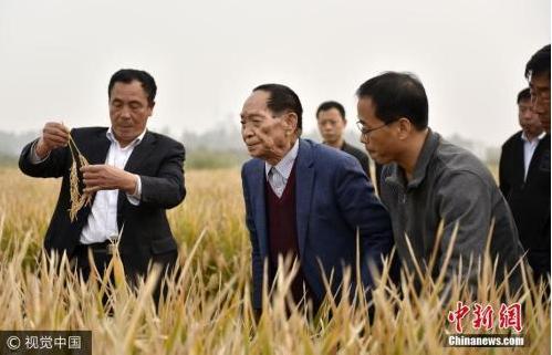 中國僑網(wǎng)資料圖:“雜交水稻之父”袁隆平(左二)在示范田查看超級雜交水稻。 郝群英 攝 圖片來源:視覺中國