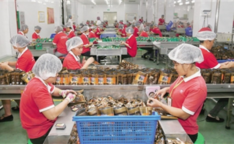 萬寧市東澳口味王檳榔生產(chǎn)基地吸納350多名貧困人口就業(yè)。圖為工人在生產(chǎn)線包裝成品。本報記者
