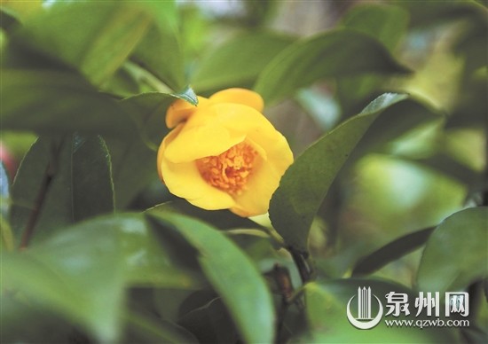 “植物界的大熊貓”金花茶