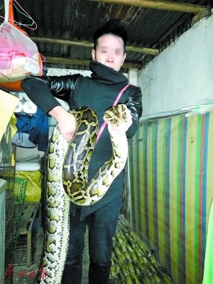 中國(guó)僑網(wǎng)謝先生通過(guò)眾籌買下這條黃金蟒送去保護(hù)。