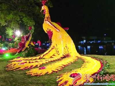 中國僑網(wǎng)數(shù)萬朵菊花拼出“菊鳳凰”