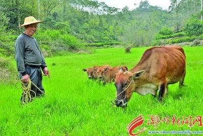 中國(guó)僑網(wǎng)養(yǎng)牛戶劉德新在田間放養(yǎng)“牛媽媽”和“雙胞胎牛兄弟”。 本報(bào)記者 黃春生 攝