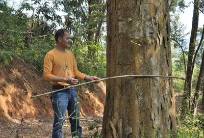 中國僑網(wǎng)東里村干部向記者介紹老山梨樹長勢。 本報(bào)記者 黃春生 攝