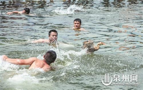 中國僑網(wǎng)選手們使盡渾身解數(shù)“圍堵”鴨子