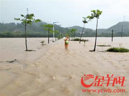 中國(guó)僑網(wǎng)新潮村道路兩邊水稻田被淹沒