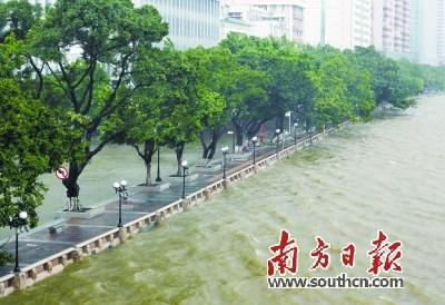 中國(guó)僑網(wǎng)廣州珠江河水幾乎漫過(guò)海珠廣場(chǎng)的堤岸。南方日?qǐng)?bào)記者 吳偉洪 攝