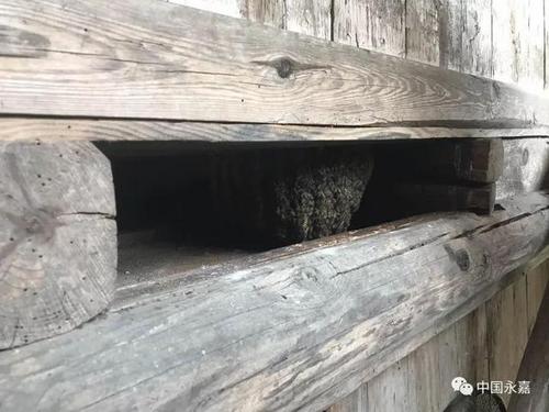 中國(guó)僑網(wǎng)樓板下“長(zhǎng)”了個(gè)大蜂窩