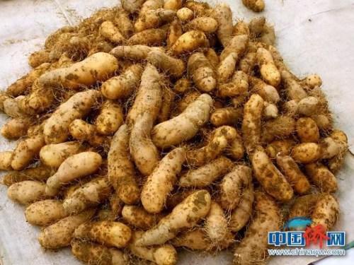 中國僑網(wǎng)剛收獲的豬仔薯 李曉春 攝