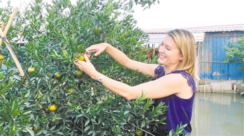 中國僑網(wǎng)美聯(lián)社記者王爾德·克里斯朵試摘新會(huì)柑。 徐海洋 攝