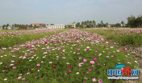 中國(guó)僑網(wǎng)資料圖:海南僑鄉(xiāng)文昌 黃良策 攝