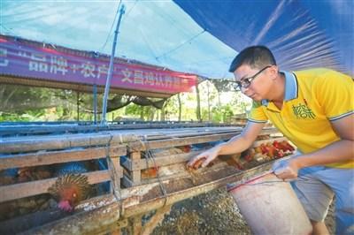 中國僑網(wǎng)郭澤棖在喂養(yǎng)文昌雞。 本報(bào)記者 袁琛 攝