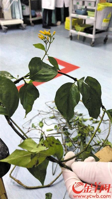 中國(guó)僑網(wǎng)該男子網(wǎng)購(gòu)還未煲完的中藥材