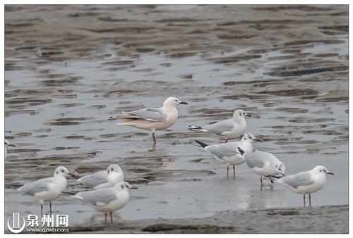 中國僑網(wǎng)細(xì)嘴鷗(左)在我國是罕見的冬候鳥