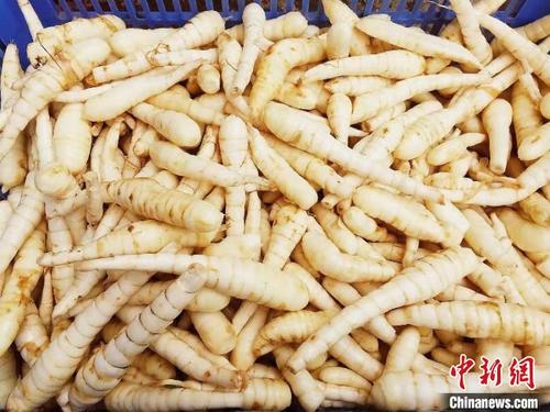 中國僑網(wǎng)剝衣沖洗干凈的吉苓薯 李曉春 攝