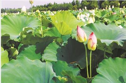 中國僑網(wǎng)荷鄉(xiāng)生態(tài)園中美麗的荷花