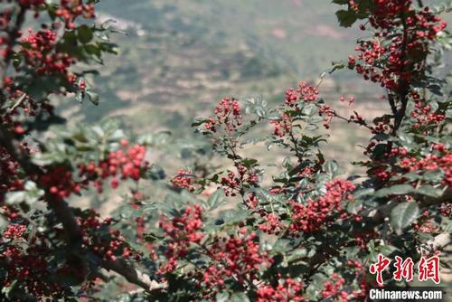 中國(guó)僑網(wǎng)圖為甘肅隴南市武都區(qū)色澤鮮艷的花椒。(資料圖) 閆姣 攝