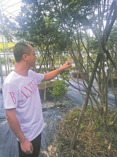 中國僑網(wǎng)嘉寶果果樹