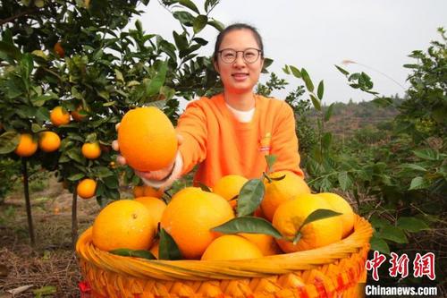 中國(guó)僑網(wǎng)余干縣大溪鄉(xiāng)楊源村駐村扶貧第一書記譚湘展示剛從枝頭采摘的臍橙。 王成前 攝