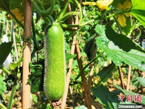 中國僑網(wǎng)黑毛節(jié)瓜 李曉春 攝