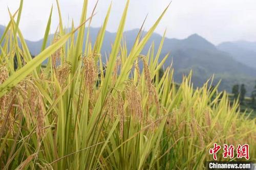 中國僑網(wǎng)浙江青田稻魚米迎來豐收 范宇斌 攝