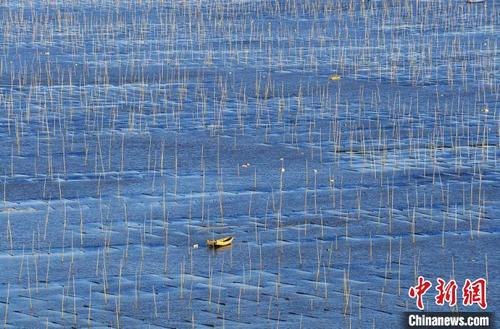 中國(guó)僑網(wǎng)浙江洞頭紫菜養(yǎng)殖 陳麗萍 攝