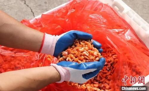 中國僑網(wǎng)銷往臺灣的蝦米 王靜 攝