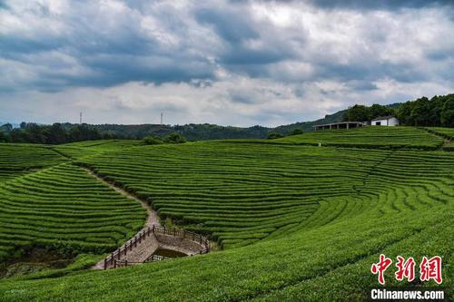 中國僑網浙江麗水遂昌茶園 范宇斌 攝
