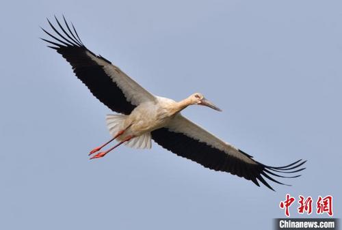 中國(guó)僑網(wǎng)在空中飛翔的東方白鸛 廣東省林業(yè)局 供圖