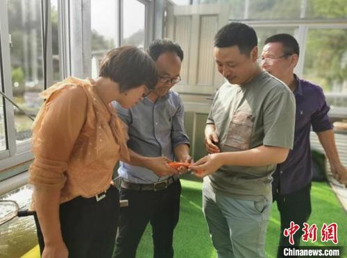 中國僑網(wǎng)科技特派員指導(dǎo)田魚養(yǎng)殖 青田縣科學(xué)技術(shù)局供圖