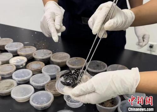 中國(guó)僑網(wǎng)廣州海關(guān)關(guān)員在郵遞渠道查獲蝎子?!£P(guān)悅 攝