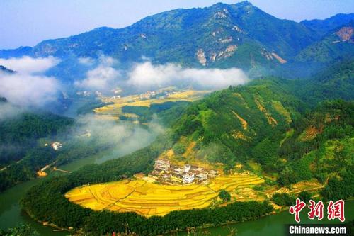 中國僑網(wǎng)廣東肇慶西江十里竹海 廣東省林業(yè)局 供圖