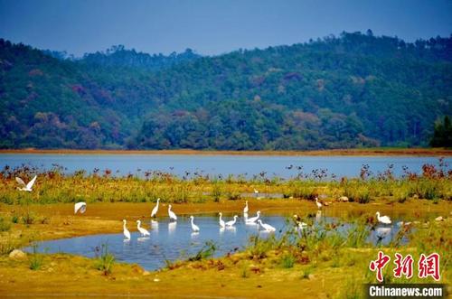 中國(guó)僑網(wǎng)廣東開(kāi)平孔雀湖國(guó)家濕地公園 廣東省林業(yè)局 供圖