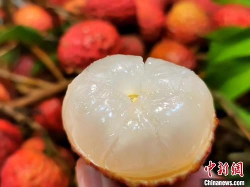 廣東臺(tái)山借“荔”發(fā)力 帶旺全域旅游人氣