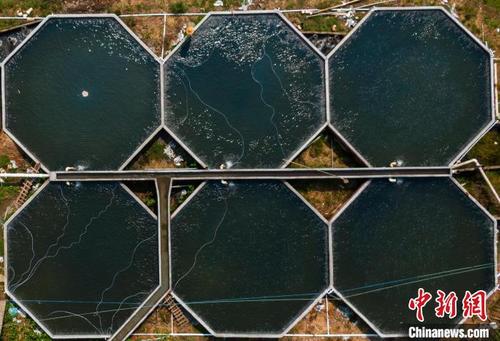 中國(guó)僑網(wǎng)航拍江西贛州定南縣巋美山鎮(zhèn)板埠村鱸魚(yú)養(yǎng)殖基地 劉敏 攝