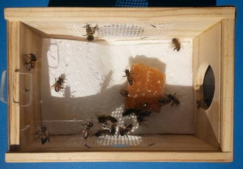 中國僑網(wǎng)蜂療養(yǎng)蜂箱(美國《僑報》)