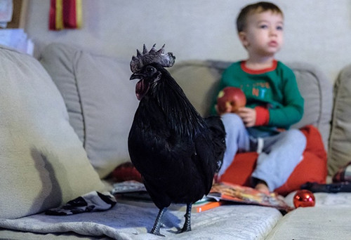 中國(guó)僑網(wǎng)(俄羅斯衛(wèi)星網(wǎng) 資料圖)